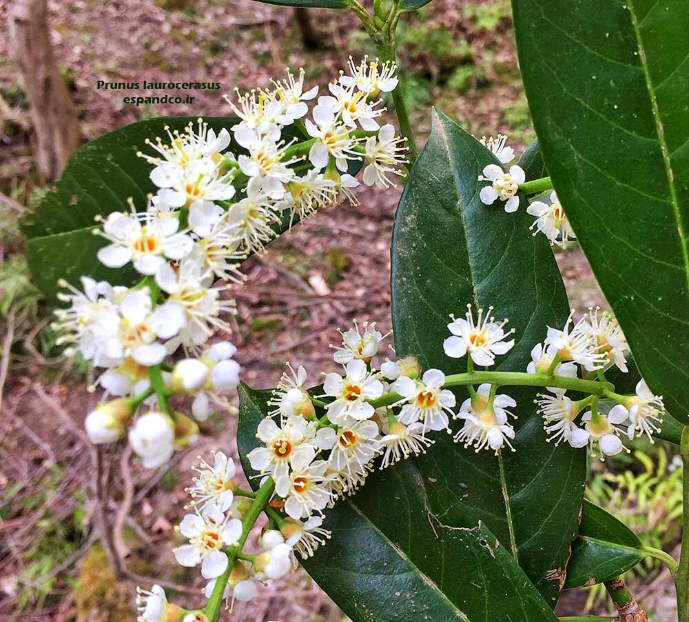 جل غار گیلاسی